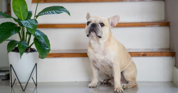 plantas pet friendly