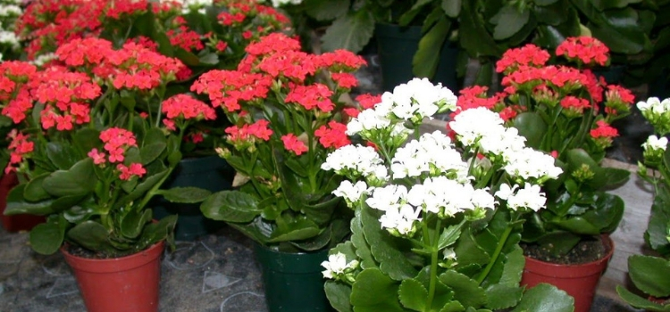 tipos de plantas que atraem dinheiro flor-da-fortuna