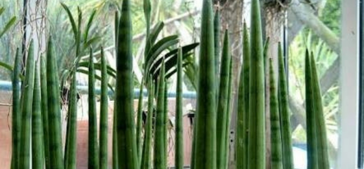 tipos de plantas que atraem dinheiro lança-de-são-jorge