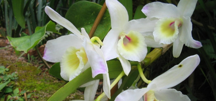 tipos de plantas que atraem dinheiro orquídea