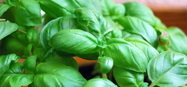 plantas que atraem energia positiva manjericão