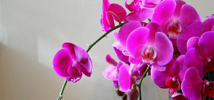 plantas que atraem energia positiva orquídeas