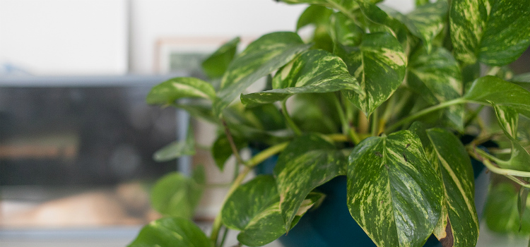 plantas que dão azar jiboia