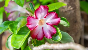 plantas que florescem o ano todo