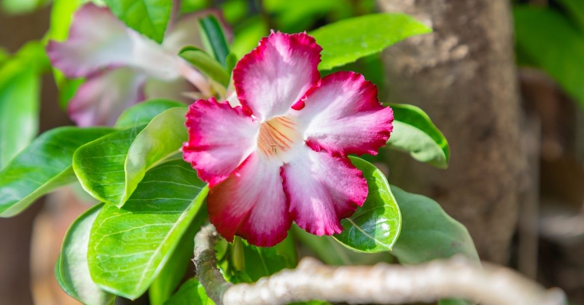 7 Plantas que florescem o ano todo