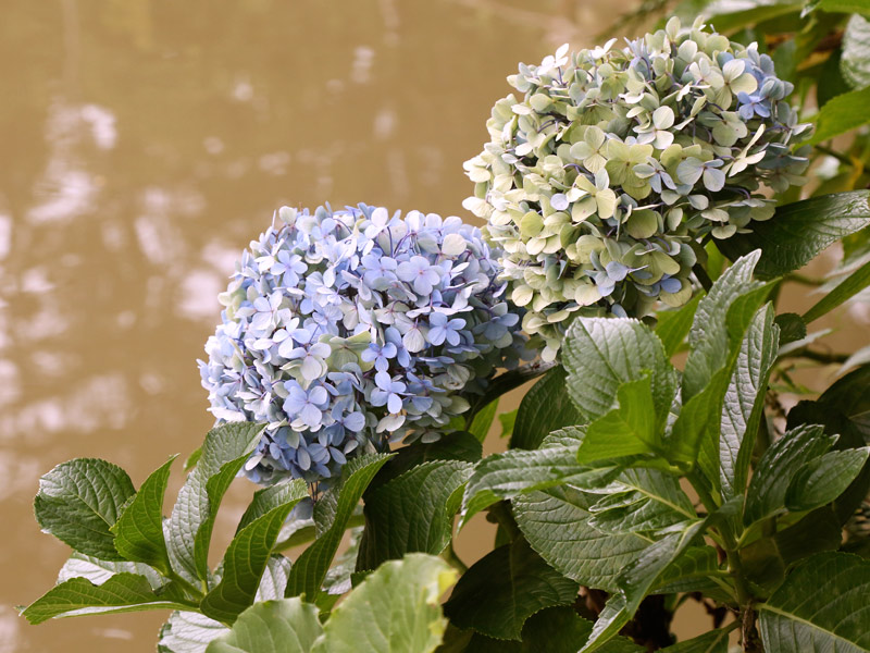 plantas que gostam de sol hortensias