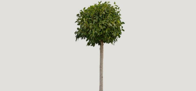 melhores plantas que purificam o ar ficus