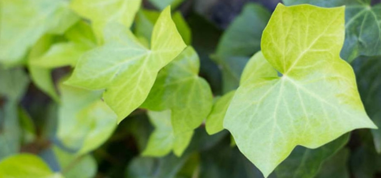 melhores plantas que purificam o ar hera