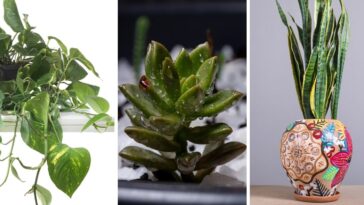 plantas que viraram moda na mandemia