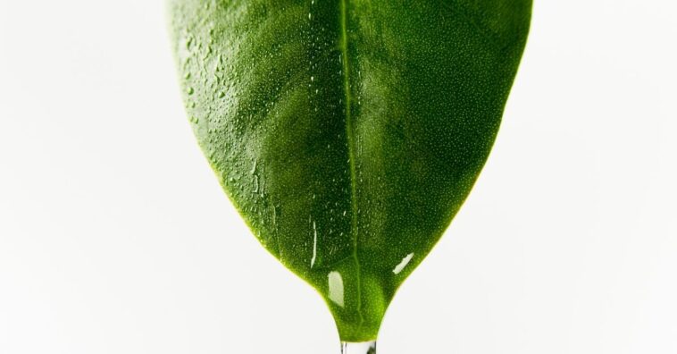 plantas suando motivo