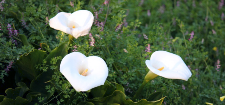 plantas venenosas copo leite