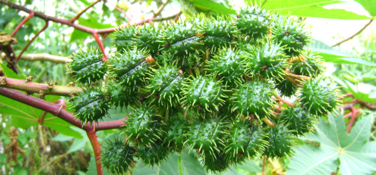 plantas venenosas mamona