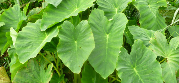 plantas venenosas taioba