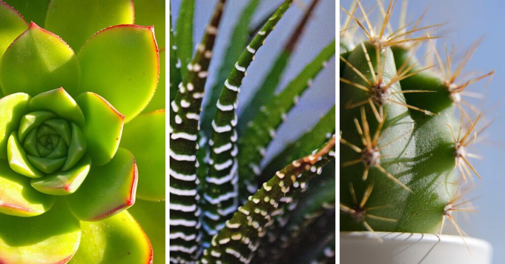 Sabe o que são plantas xeromórficas? Talvez você as tenha