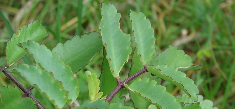 usar saião para diabetes