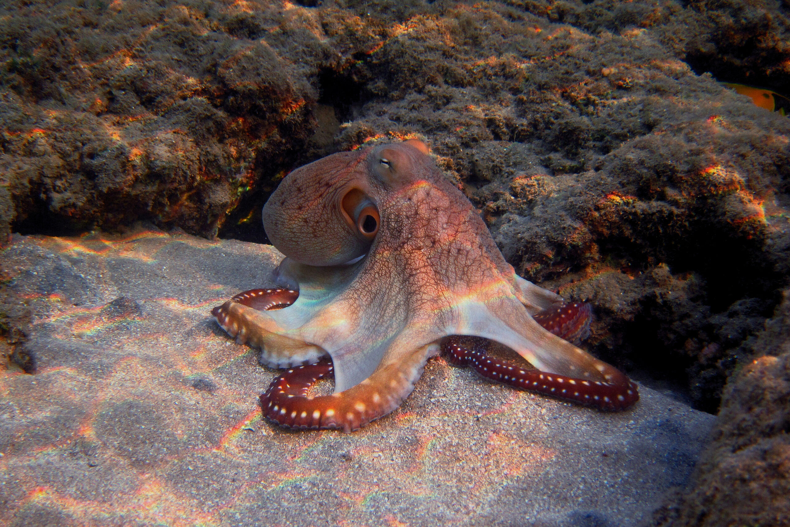 vida marinha polvo