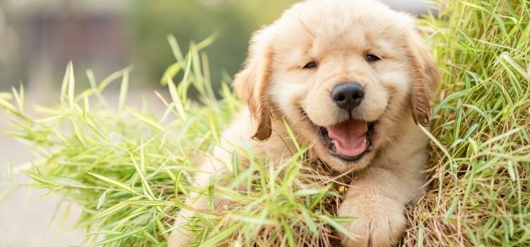 cachorro comendo grama