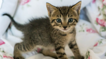 por que gato tem medo de pepino