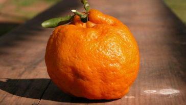 por que usar óleo essencial de bergamota