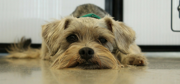 como prevenir pulgas