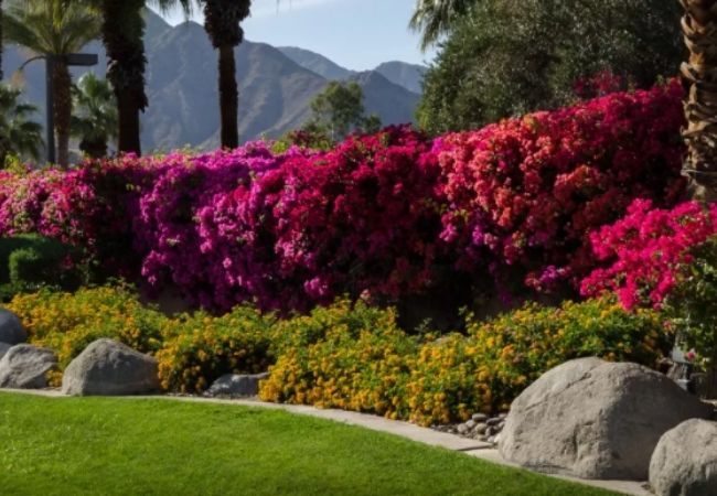 plantas para cerca viva primavera