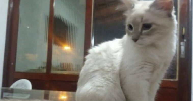 primeiro gato br covid