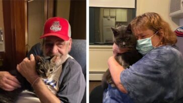 idosos solitários e gatos sem-teto