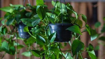 propagar plantas pendentes