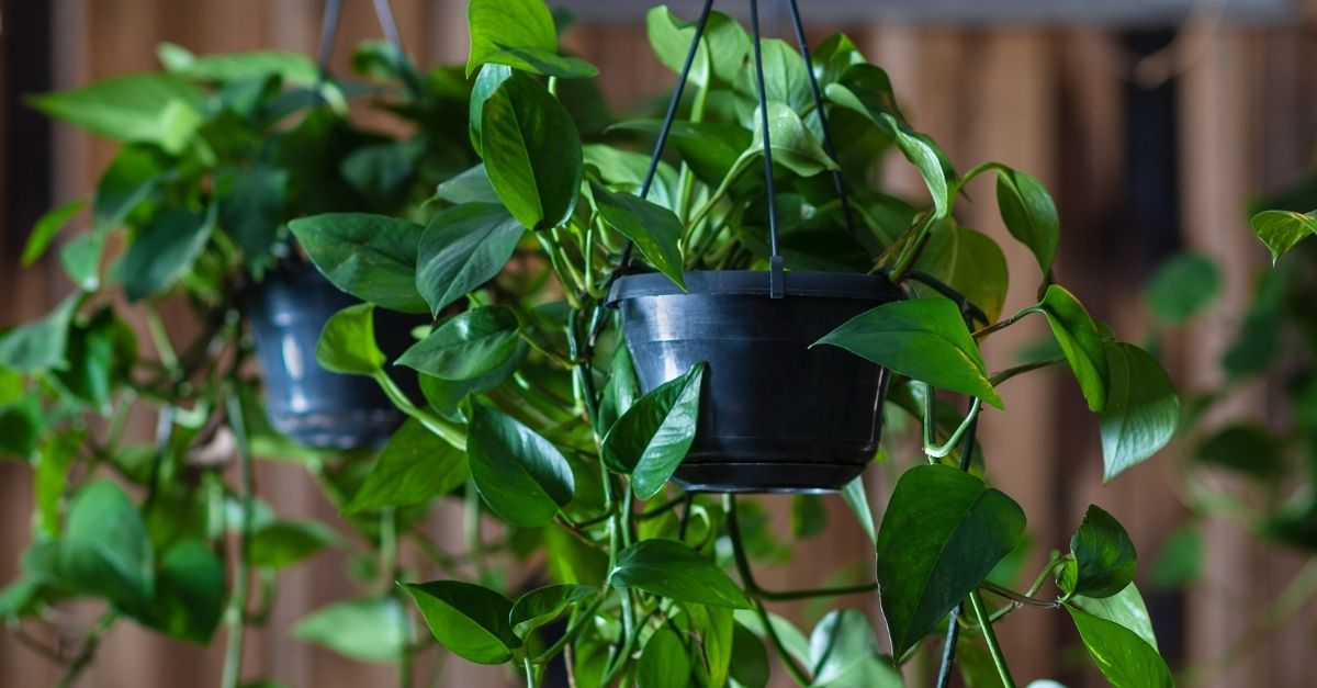 propagar plantas pendentes