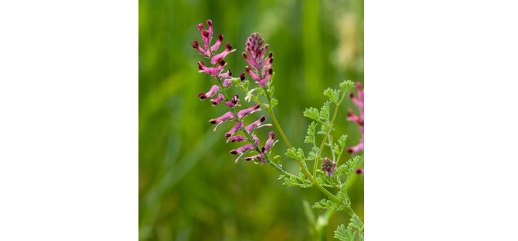 fumária propriedades medicinais