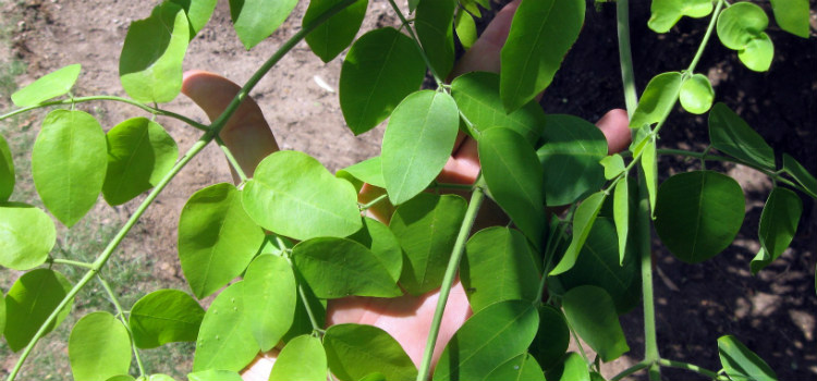 propriedades moringa