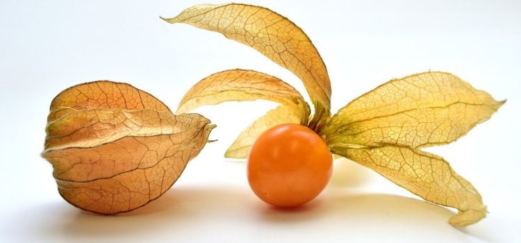 propriedades da physalis