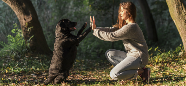 quais hábitos que colocam seu cachorro em risco