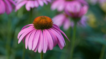 efeitos colaterais da equinácea