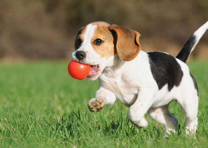 quando adestrar cão filhote