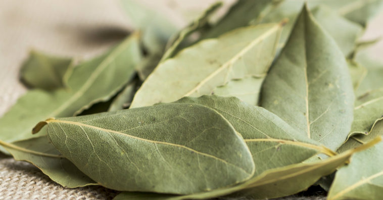 queimar folha de louro