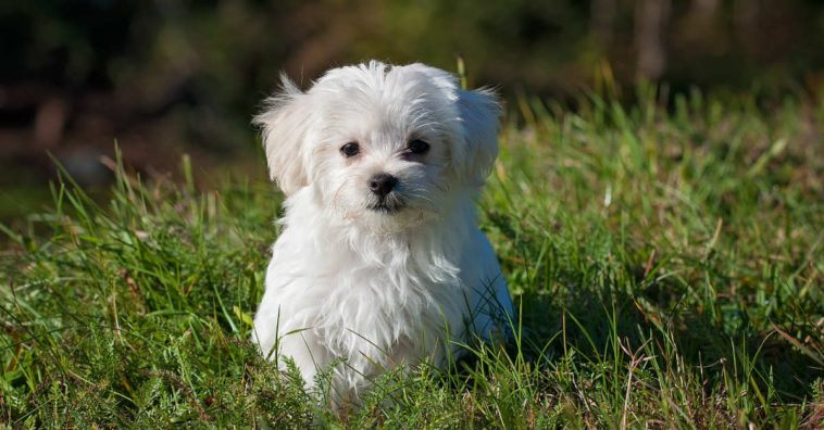 raças de cachorro peludo