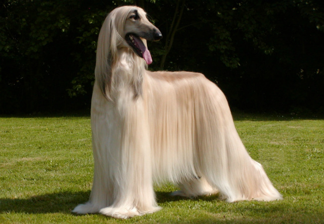  afghan hound