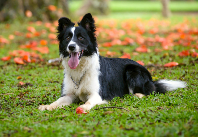 raças de cachorro peludo border collie