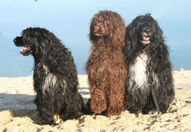  cão de água português