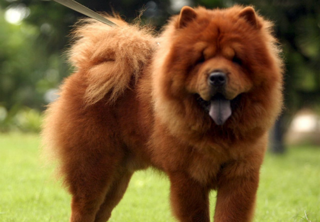 raças de cachorro peludo chow chow