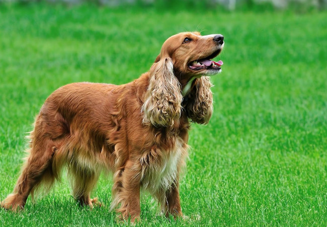 raças de cachorro peludo cocker spaniel