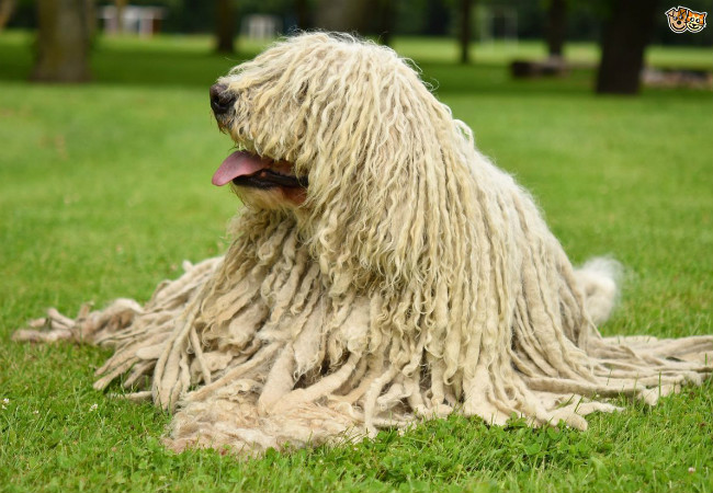 raças de cachorro peludo komondor