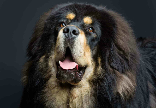 raças de cachorro peludo mastim tibetano