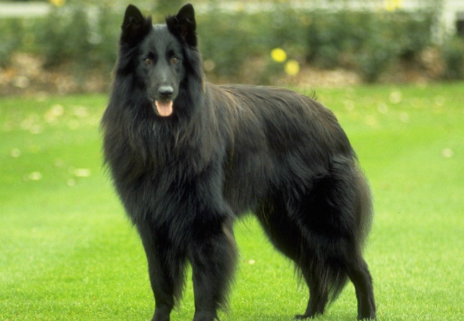 raças de cachorro peludo pastor belga groenendael