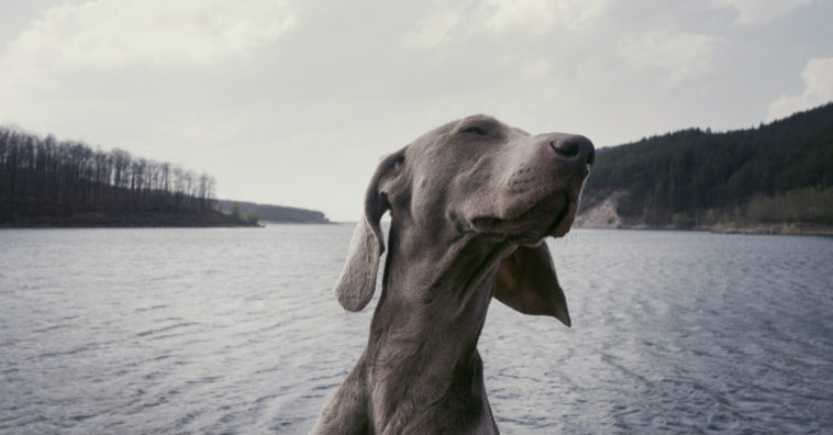 raças de cachorros grandes