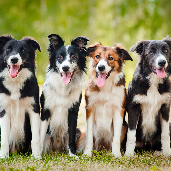 raças de cachorros grandes border collie