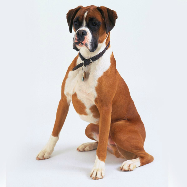 raças de cachorros grandes boxer