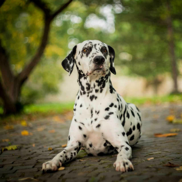 raças de cachorros grandes dálmata