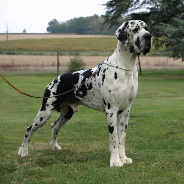raças de cachorros grandes dogue alemão